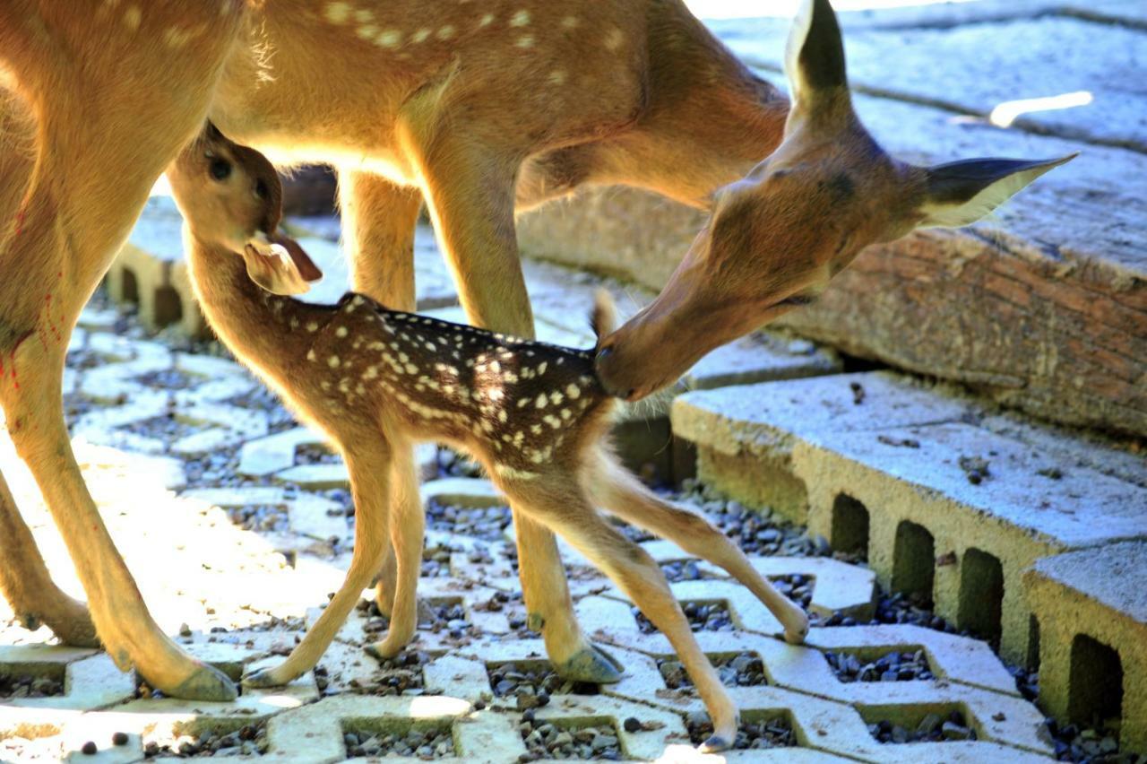 Howard Beach Resort Кэньдин Экстерьер фото Deer
