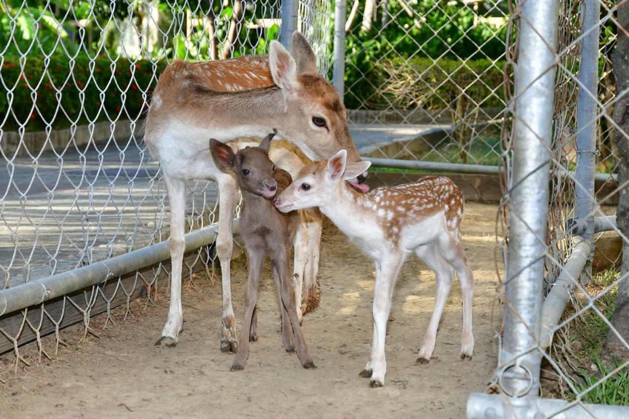 Howard Beach Resort Кэньдин Экстерьер фото Fallow deer
