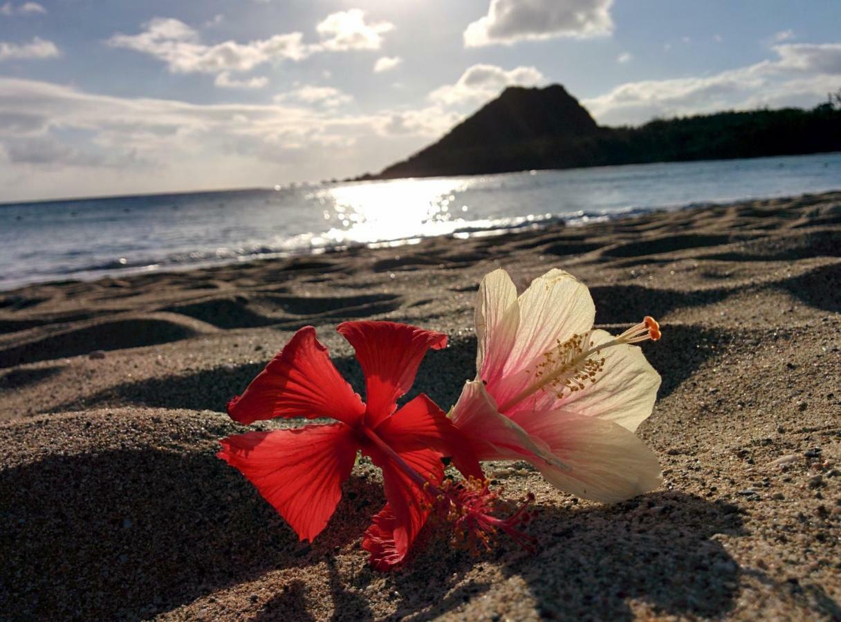 Howard Beach Resort Кэньдин Экстерьер фото Hibiscus flower on a beach